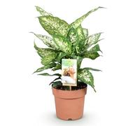 Green boutiQ - Plantes d'intérieur - Diefenbachia Compacta - Dieffenbachia - Peu d'entretien - Panaché - 1 Plante - Pot 17cm - Hauteur 45-50cm