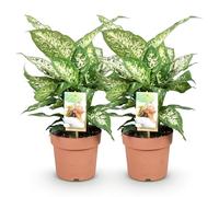 Green boutiQ - Plantes d'intérieur - Diefenbachia Compacta - Dieffenbachia - Peu d'entretien - Panaché - 2 Plantes - Pot 17cm - Hauteur 45-50cm