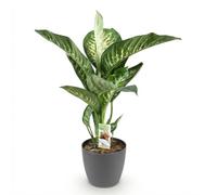 Green boutiQ - Plantes d'intérieur - Diefenbachia Tropic Snow - Dieffenbachia - Peu d'entretien - avec Pot Gris - Panaché - 1 Plante - avec Pot Gris - Pot 21cm - Hauteur 90-100cm