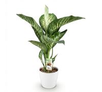 Green boutiQ - Plantes d'intérieur - Diefenbachia Tropic Snow - Dieffenbachia - Peu d'entretien - avec Potter Blanc - Panaché - 1 Plante - avec Potter Blanc - Pot 21cm - Hauteur 90-100cm