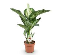 Green boutiQ - Plantes d'intérieur - Diefenbachia Tropic Snow - Dieffenbachia - Peu d'entretien - Panaché - 1 Plante - Pot 21cm - Hauteur 90-100cm