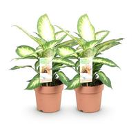 Green boutiQ - Plantes d'intérieur - Dieffenbachia Camilla - Dieffenbachia - Peu d'entretien - Panaché - 2 Plantes - Pot 17cm - Hauteur 45-50cm