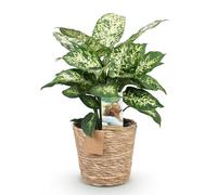 Green boutiQ - Plantes d'intérieur - Dieffenbachia Compacta - Dieffenbachia - Peu d'entretien - avec panier - Panaché - 1 Plante - Pot 17cm - Hauteur 45-50cm