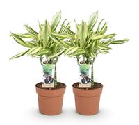Green boutiQ - Plantes d'intérieur - Dracaena fragrans Diamond Dream - Arbre de dragon - Peu d'entretien - Panaché - 2 Plantes - Pot 17cm - Hauteur 50-55cm