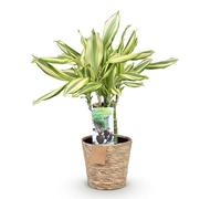 Green boutiQ - Plantes d'intérieur - Dracaena fragrans Diamond Dream - Dragon Blood Tree - Peu d'entretien - avec panier - Multicolore - 1 Plante - Pot 17cm - Hauteur 50-55cm