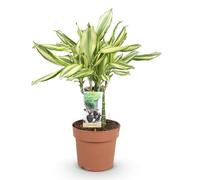 Green boutiQ - Plantes d'intérieur - Dracaena fragrans Diamond Dream - Dragonnier - Peu d'entretien - Panaché - 1 Plante - Pot 17cm - Hauteur 50-55cm
