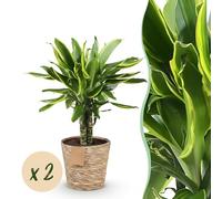 Green boutiQ - Plantes d'intérieur - Dracaena fragrans Golden Coast - Arbre à dragon - Peu d'entretien - avec panier - Panaché - 2 Plantes - Pot 17cm - Hauteur 50-55cm