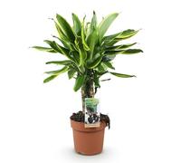Green boutiQ - Plantes d'intérieur - Dracaena fragrans Golden Coast - Arbre à dragon - Peu d'entretien - Panaché - 1 Plante - Pot 17cm - Hauteur 50-55cm