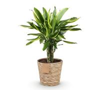 Green boutiQ - Plantes d'intérieur - Dracaena fragrans Golden Coast - Arbre de dragon - Peu d'entretien - avec panier - Panaché - 1 Plante - Pot 17cm - Hauteur 50-55cm