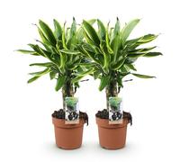 Green boutiQ - Plantes d'intérieur - Dracaena fragrans Golden Coast - Dragonnier - Peu d'entretien - Panaché - 2 Plantes - Pot 17cm - Hauteur 50-55cm