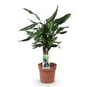 Green boutiQ - Plantes d'intérieur - Dracaena fragrans Steudneri - Dragonnier - Peu d'entretien - Vert - 1 Plante - Pot 17cm - Hauteur 50-55cm