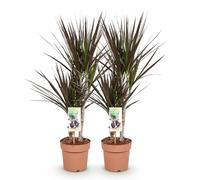 Green boutiQ - Plantes d'intérieur - Dracaena Magenta - Arbre à dragon - Peu d'entretien - Rouge - 2 Plantes - Pot 17cm - Hauteur 70-80cm