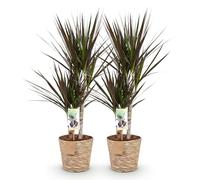Green boutiQ - Plantes d'intérieur - Dracaena Magenta - Arbre à sang de dragon - Peu d'entretien - avec panier - Rouge - 2 Plantes - Pot 17cm - Hauteur 70-80cm