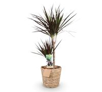 Green boutiQ - Plantes d'intérieur - Dracaena Magenta - Arbre à sang de dragon - Peu d'entretien - avec panier - Rouge - 1 Plante - Pot 21cm - Hauteur 90-100cm