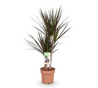 Green boutiQ - Plantes d'intérieur - Dracaena Magenta - Arbre à sang de dragon - Peu d'entretien - Rouge - 1 Plante - Pot 17cm - Hauteur 70-80cm