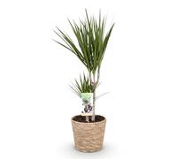 Green boutiQ - Plantes d'intérieur - Dracaena Marginata - Arbre à dragon - Peu d'entretien - avec panier - Vert - 1 Plante - Pot 17cm - Hauteur 70-80cm