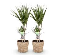 Green boutiQ - Plantes d'intérieur - Dracaena Marginata - Arbre à dragon - Peu d'entretien - avec panier - Vert - 2 Plantes - Pot 17cm - Hauteur 70-80cm