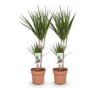 Green boutiQ - Plantes d'intérieur - Dracaena Marginata - Arbre à dragon - Peu d'entretien - Vert - 2 Plantes - Pot 17cm - Hauteur 70-80cm