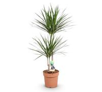 Green boutiQ - Plantes d'intérieur - Dracaena Marginata - Arbre de dragon - Peu d'entretien - Vert - 1 Plante - Pot 21cm - Hauteur 90-100cm