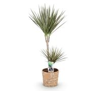 Green boutiQ - Plantes d'intérieur - Dracaena Marginata Bicolor - Arbre à dragon - Peu d'entretien - avec panier - Vert - marron - 1 Plante - Pot 21cm - Hauteur 90-100cm