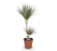 Green boutiQ - Plantes d'intérieur - Dracaena Marginata Bicolor - Arbre à dragon - Peu d'entretien - Vert - marron - 1 Plante - Pot 21cm - Hauteur 90-100cm