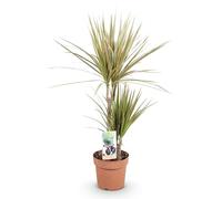 Green boutiQ - Plantes d'intérieur - Dracaena Marginata Bicolor - Arbre du dragon - Peu d'entretien - Vert - marron - 1 Plante - Pot 17cm - Hauteur 70-75cm