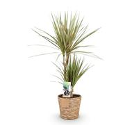 Green boutiQ - Plantes d'intérieur - Dracaena Marginata Bicolor - Dragonnier - Peu d'entretien - avec panier - Vert - marron - 1 Plante - Pot 17cm - Hauteur 70-75cm
