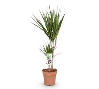 Green boutiQ - Plantes d'intérieur - Dracaena Marginata - Dragonnier - Peu d'entretien - Vert - 1 Plante - Pot 17cm - Hauteur 70-80cm