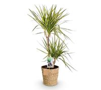 Green boutiQ - Plantes d'intérieur - Dracaena Sunray - Arbre à dragon - Peu d'entretien - avec panier - Vert - jaune - 1 Plante - Pot 21cm - Hauteur 90-100cm