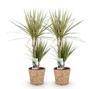 Green boutiQ - Plantes d'intérieur - Dracaena Sunray - Arbre à dragon - Peu d'entretien - avec panier - Vert - jaune - 2 Plantes - Pot 17cm - Hauteur 70-75cm