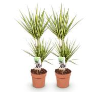 Green boutiQ - Plantes d'intérieur - Dracaena Sunray - Arbre à dragon - Peu d'entretien - Vert - jaune - 2 Plantes - Pot 17cm - Hauteur 70-75cm