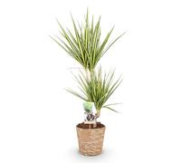 Green boutiQ - Plantes d'intérieur - Dracaena Sunray - Dragonnier - Peu d'entretien - avec panier - Vert - jaune - 1 Plante - Pot 17cm - Hauteur 70-75cm