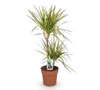 Green boutiQ - Plantes d'intérieur - Dracaena Sunray - Sang de dragon - Peu d'entretien - Vert - jaune - 1 Plante - Pot 21cm - Hauteur 90-100cm