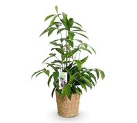 Green boutiQ - Plantes d'intérieur - Dracaena surculosa - Arbre à sang de dragon - Peu d'entretien - avec panier - Vert - 1 Plante - Pot 17cm - Hauteur 60-70cm