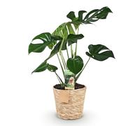 Green boutiQ - Plantes d'intérieur - Monstera Deliciosa - Plante à trous - Peu d'entretien - avec panier - Vert - 1 Plante - Pot 21cm - Hauteur 70-80cm