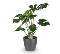Green boutiQ - Plantes d'intérieur - Monstera Deliciosa - Plante à trous - Peu d'entretien- Vert - 1 Plante - avec Pot Gris - Pot 21cm - Hauteur 70-80cm