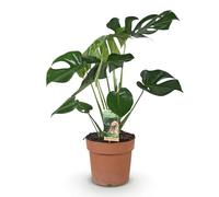 Green boutiQ - Plantes d'intérieur - Monstera Deliciosa - Plante à trous - Peu d'entretien - Vert - 1 Plante - Pot 21cm - Hauteur 70-80cm