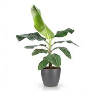 Green boutiQ - Plantes d'intérieur - Musa acuminata Nain Cavendisch - Plante de banane - Peu d'entretien- Vert - 1 Plante - avec Pot Gris - Pot 21cm - Hauteur 70-75cm