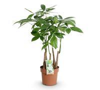 Green boutiQ - Plantes d'intérieur - Pachira Aquatica multi tige - Arbre à argent - Peu d'entretien - Vert - 1 Plante - Pot 17cm - Hauteur 50-55cm