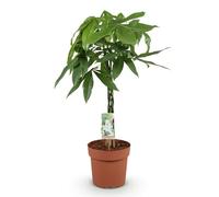 Green boutiQ - Plantes d'intérieur - Pachira Aquatica tige tressée - Arbre à argent - Peu d'entretien - Vert - 1 Plante - Pot 21cm - Hauteur 80-90cm