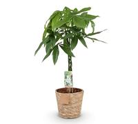 Green boutiQ - Plantes d'intérieur - Pachira Aquatica tige tressée - Arbre à monnaie - Peu d'entretien - avec panier - Vert - 1 Plante - Pot 21cm - Hauteur 80-90cm