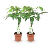 Green boutiQ - Plantes d'intérieur - Pachira Aquatica tige tressée - Arbre à monnaie - Peu d'entretien - Vert - 1 Plante - Pot 17cm - Hauteur 60-70cm