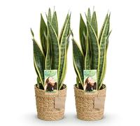 Green boutiQ - Plantes d'intérieur - Sansevieria Laurentii - Langue de belle-mère - Peu d'entretien - avec panier - Vert - jaune - 1 Plante - Pot 17cm - Hauteur 60-70cm