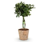Green boutiQ - Plantes d'intérieur - Schefflera Nora - Arbre à doigts - Peu d'entretien - avec panier - Vert - 1 Plante - Pot 21cm - Hauteur 70-82cm