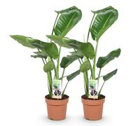 Green boutiQ - Plantes d'intérieur - Stelitzia Nicolai - Fleur de paradis - Peu d'entretien - Vert - 2 Plantes - Pot 17cm - Hauteur 70-90cm