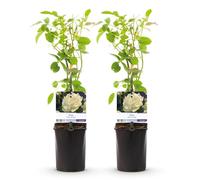 Green boutiQ - Rosa Grimpante - Rosa White Climber - Fleur Blanche - Peu d'entretien - 2 plantes - Pot 11cm Hauteur 40cm