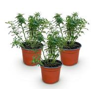 Green boutiQ - Rose de Jardin - Rosa Cutie Pie - Rosier - Rustique - Rose - 3 Plantes - Pot 12cm - Hauteur 20-25cm