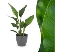 Green boutiQ - Strelitzia Reginea - Oiseau de paradis - 1 Plant - met Potter Grijs - Pot 12cm - Hoogte - 35cm