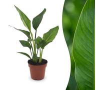Green boutiQ - Strelitzia Reginea - Oiseau de paradis - 1 Plant - Pot 12cm - Hoogte - 35cm