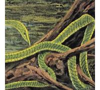 Rainforest Spiritual Enslavement – Green Graves – Vinyle – Victrola